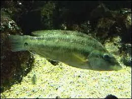 Définition moins connu de ce mot : poisson très coloré, à dominance verte, commun en Méditerranée. Vous aurez reconnu le mer...