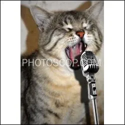 Quel chat célèbre a chanté ce refrain : "Je suis seul ce soir avec ma peine..." ?