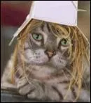 Dans le film "Stuart Little 2", que dit Monty quand Snowbell et Stuart veulent grimper l'Empire State Bulding afin de sauver Margalo des griffes du faucon ?