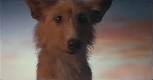 Film peu connu mais que j'aime beaucoup : "Zeus et Roxanne". Ce film raconte l'amitié entre un chien , Zeus et un animal marin . Quel animal est Roxanne ?