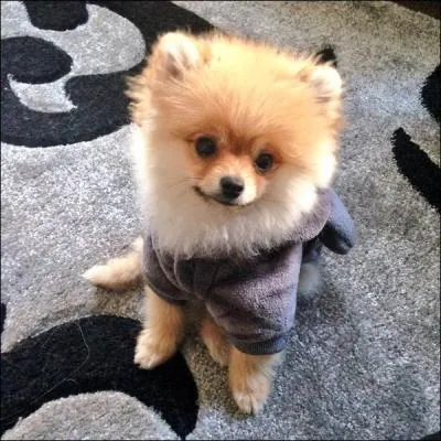 À qui appartient ce chien trop chou ?