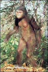 Dans quel pays l'australopithèque Lucy a-t-elle été découverte ?