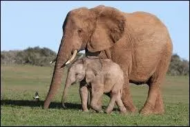 Combien de temps dure la gestation d'une femelle éléphant ?