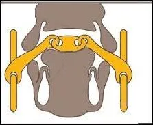 Sur quoi un mors peut-il agir ?