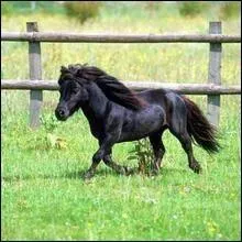 Comment s'appelle le bébé du poney ?