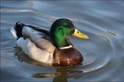 Comment s'appelle le bébé du canard ?