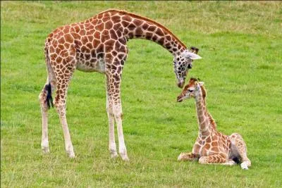 Comment s'appelle le bébé de la girafe ?