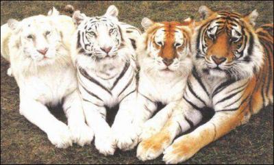 Combien y a-t-il de races de tigres (en vie et en 2015) ?