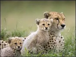 Combien y a-t-il de races de guépards (en vie et en 2015) ?