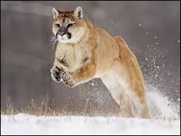 Combien y a-t-il de races de pumas (en vie et en 2015) ?