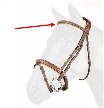 Comment est appelée cette partie du filet ?