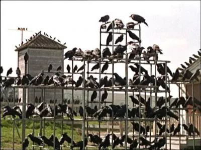 Dans quelle ville de la côte ouest des États-Unis se déroule l'action principale du film "Les Oiseaux" ?