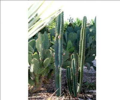 Le fruit de cet arbre, le cactus cierge, est très prisé, pour rejoindre son lieu d'origine, prenez l'avion pour ...
