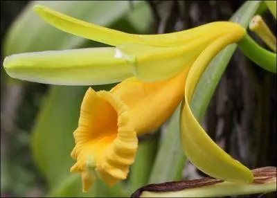 Au départ, dans sa région d'origine, le fruit de la vanille a besoin d'une mouche pour fructifier, mais c'est un jeune esclave qui découvrit comment se passer de la mouche, dans quelle région cela se passa-t-il ?