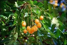 Fruit apprécié par tous, humains comme animaux, il s'agit de la prune mombin, dans quel pays peut-on le trouver ?