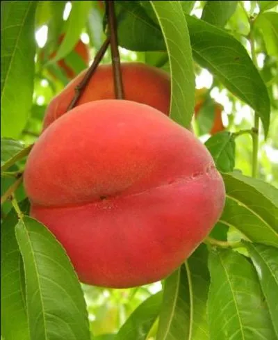 Si vous l'avez, vous trouverez le pays !