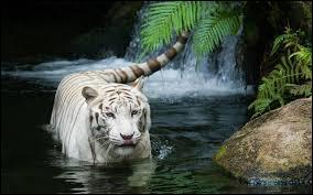 Comment s'appelle ce tigre ?
