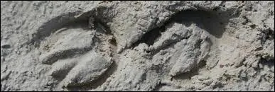 Le cheval se méjuge quand ...