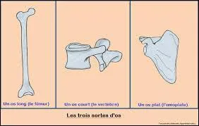 Lequel de ces trois os appartient au groupe des os longs ?