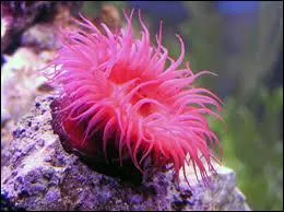 L'anémone de mer est-elle un animal ?