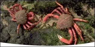 L'araignée de mer est active surtout la nuit. De quoi se nourrit-elle ?