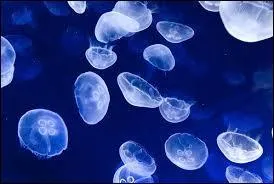 Thons et tortues mangent des méduses. Mais, des êtres humains en cuisinent aussi de délicieux plats (en beignets, en salade par exemple).