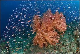 Complétez  « Les coraux vivent dans les mers , dans des eaux  et  . »