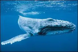 On trouve des baleines à bosse dans toutes les mers du monde. Où se reproduisent-elles ? Dans les mers 