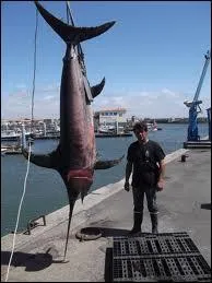 Il est chassé pour sa chair. Il est fort et rapide, les pêcheurs sportifs en font leur cible.
C'est  (voir photo)