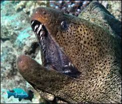 Une morsure de murène n'est pas souhaitable. Les murènes de nos côtes sont-elles venimeuses ?