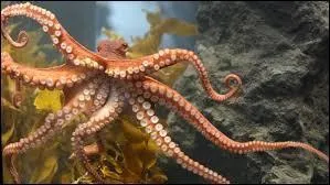 Que fait la pieuvre devant un ennemi ?