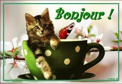 Bonjour !