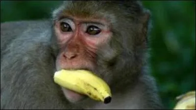 Tiens petit singe, pour toi une...