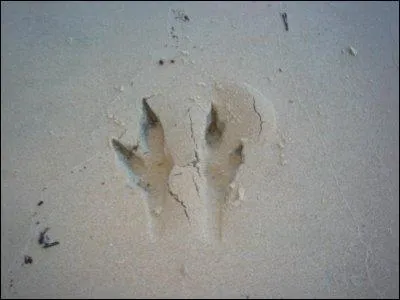 A qui appartient cette dernière empreinte ?