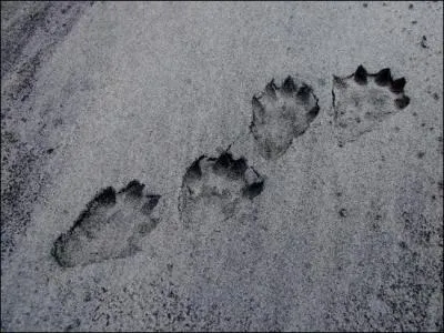 A qui appartiennent celles-là ?