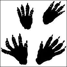 Et ces empreintes-là ?