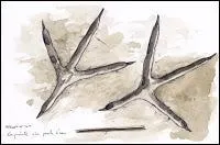 Mais qui a laissé ces empreintes ?