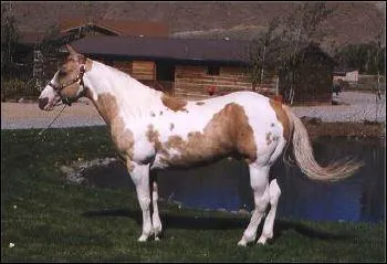 Quelle est la robe de ce cheval ?
