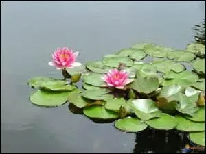 On a vu des... dans l'étang à côté de chez grand-mère.