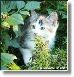 En ce moment le chat est ...