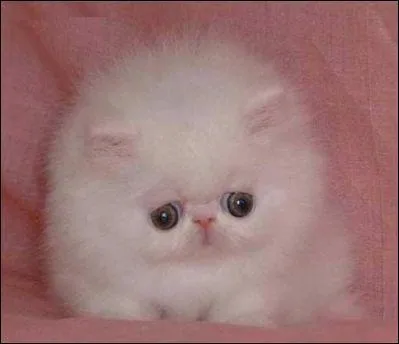 En ce moment le chat est ...