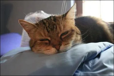 En ce moment le chat est ...