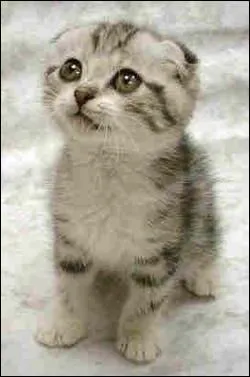 En ce moment le chat ...