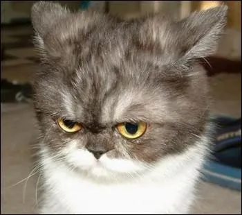 En ce moment le chat est ...