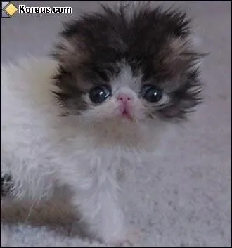 En ce moment le chat est ...