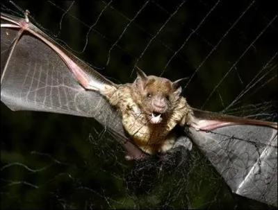 De quelle façon peut-on se débarrasser des chauve-souris vampires ?