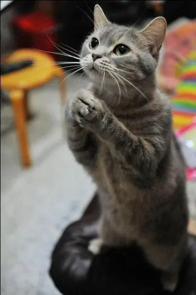 Au XIXe siècle, quelle personnalité a adopté ce célèbre chat, Micetto ?