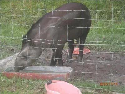 Regardez bien cet animal, sur quel continent êtes-vous ?