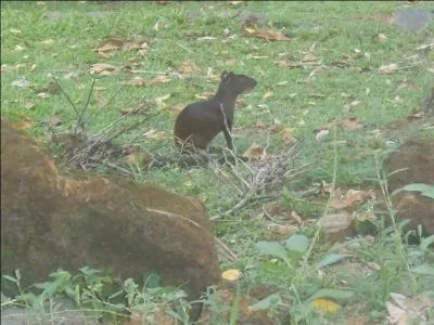 On peut voir ce petit rongeur en Guyane française, le reconnaissez-vous ?