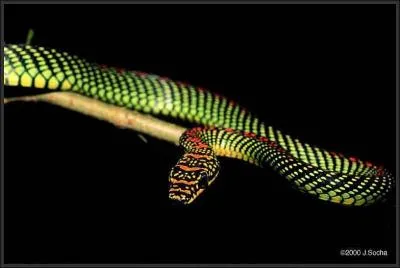 Le serpent de paradis de Bornéo, tout comme quatre autres serpents d'Asie ...